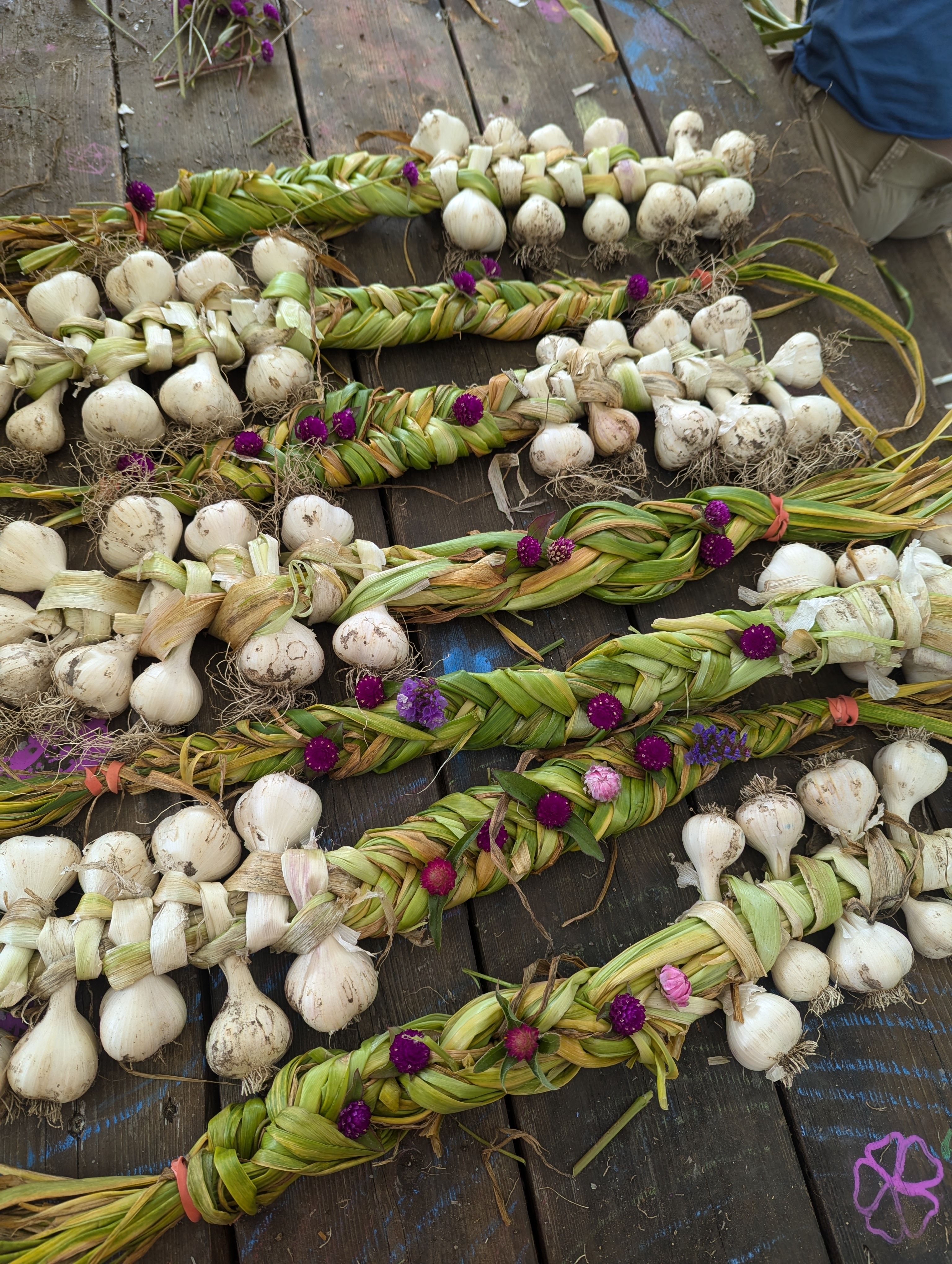 Fresh garlic bunches, braided with small flowers, rest on a wooden picknick table.